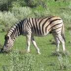 IMG_4909.jpg