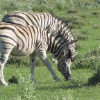 IMG_4911.jpg
