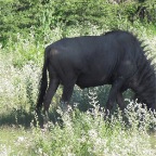 IMG_4914.jpg